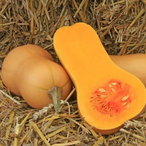 Dovlecel Placintar Butternut Rugosa 2g - Seminte Tardiv, Gust Dulce Aromat, Agrosem
